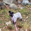 If it's cold out... and Sadie is freshly groomed... she lets jammies happen!