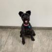 Sadie freshly groomed