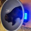 Bowl of puppy!