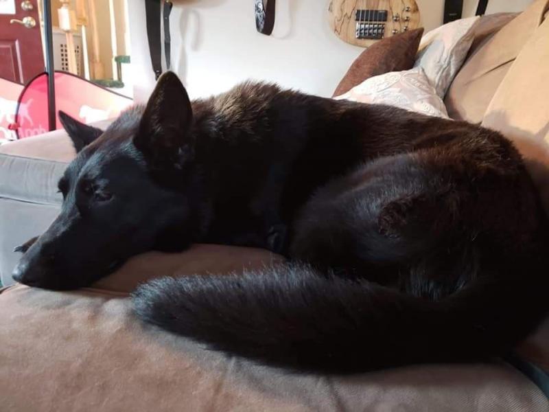 Wyle Koyote z Mikanne