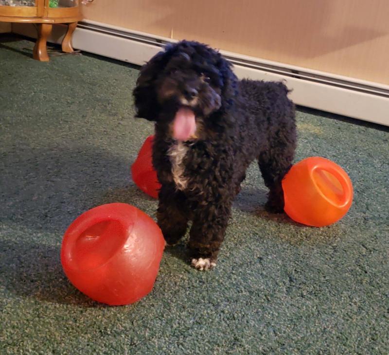 Daffnie balls