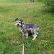 Oscar freshly groomed